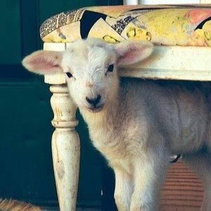 Meet your Posher, Florence